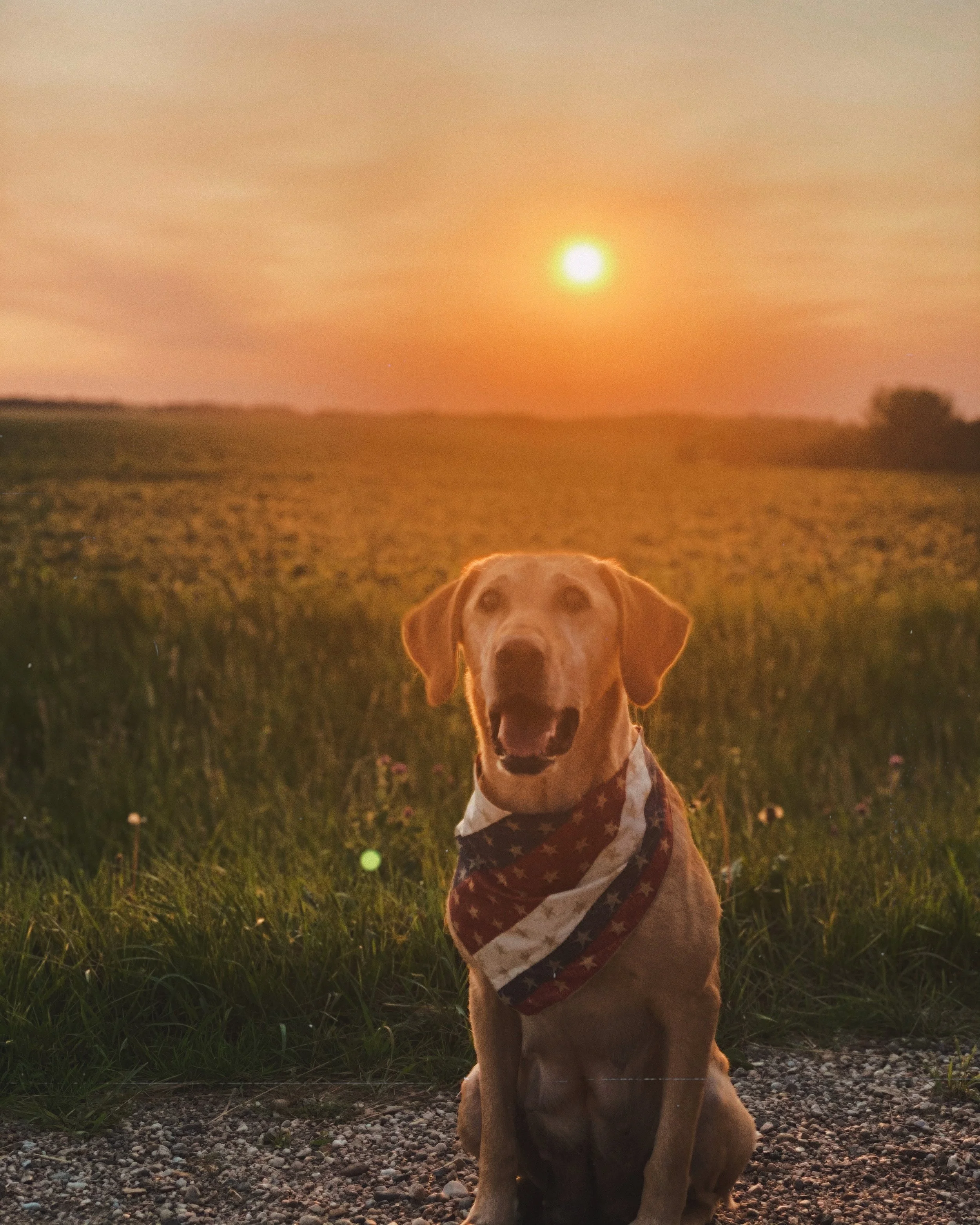 Red, White, and Retrieve: Fourth of July Safety Tips for Active Dogs