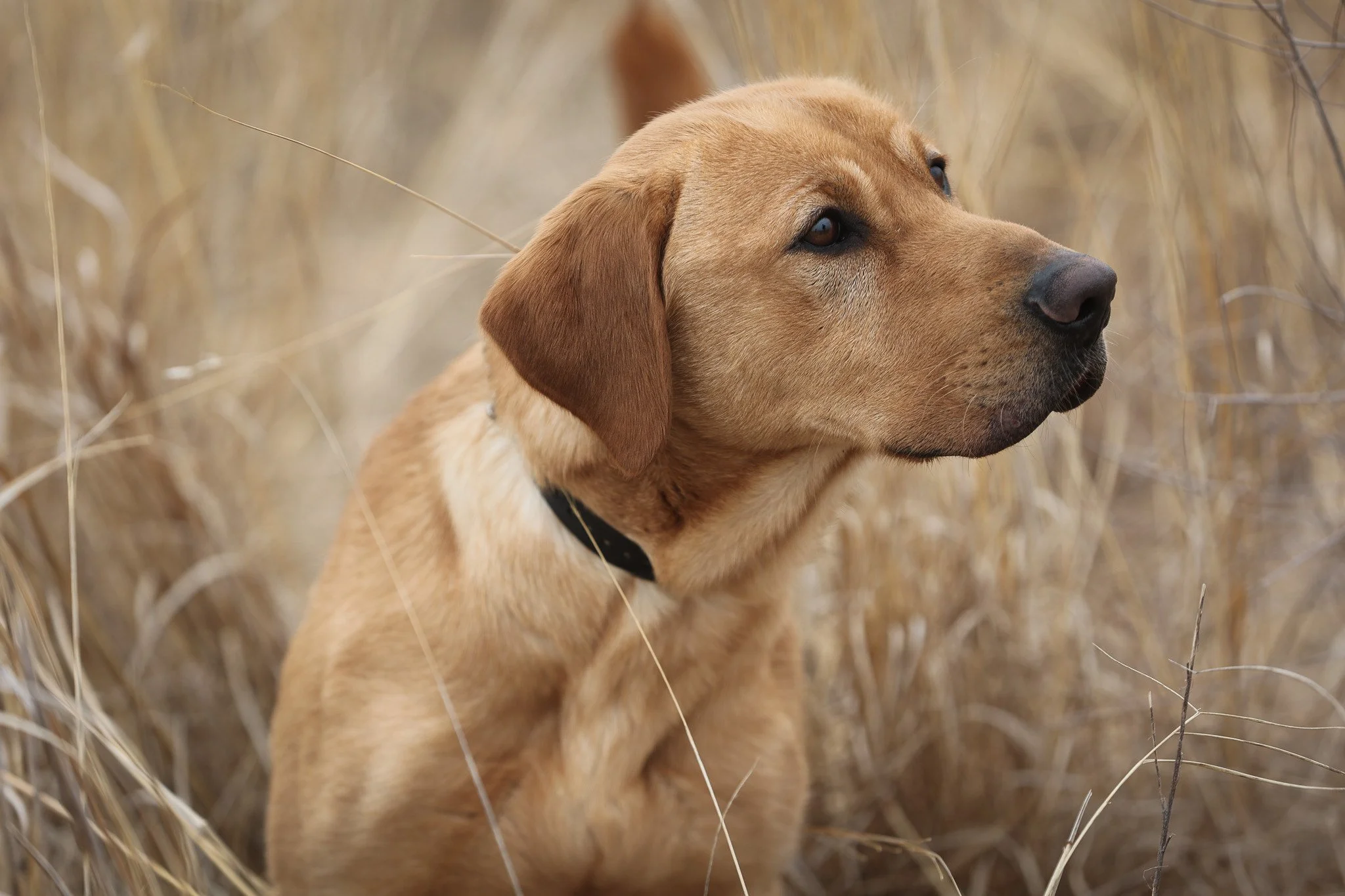 Beyond Physical Fitness: What It Really Takes to Prepare Your Hunting Dog for Season