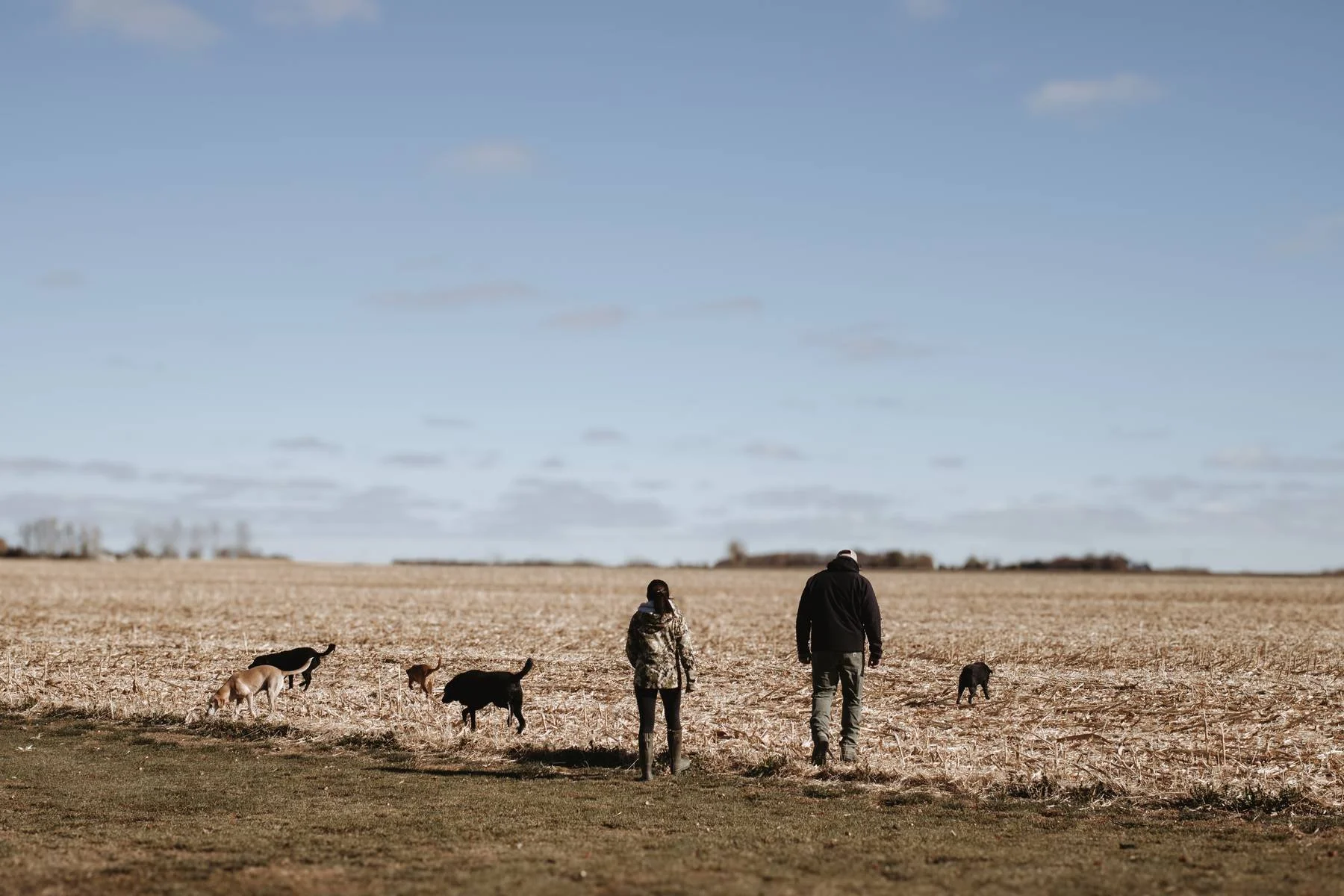 Multi-Dog Households: Training Tips When Your Hunting Dog Isn't Your Only Pet