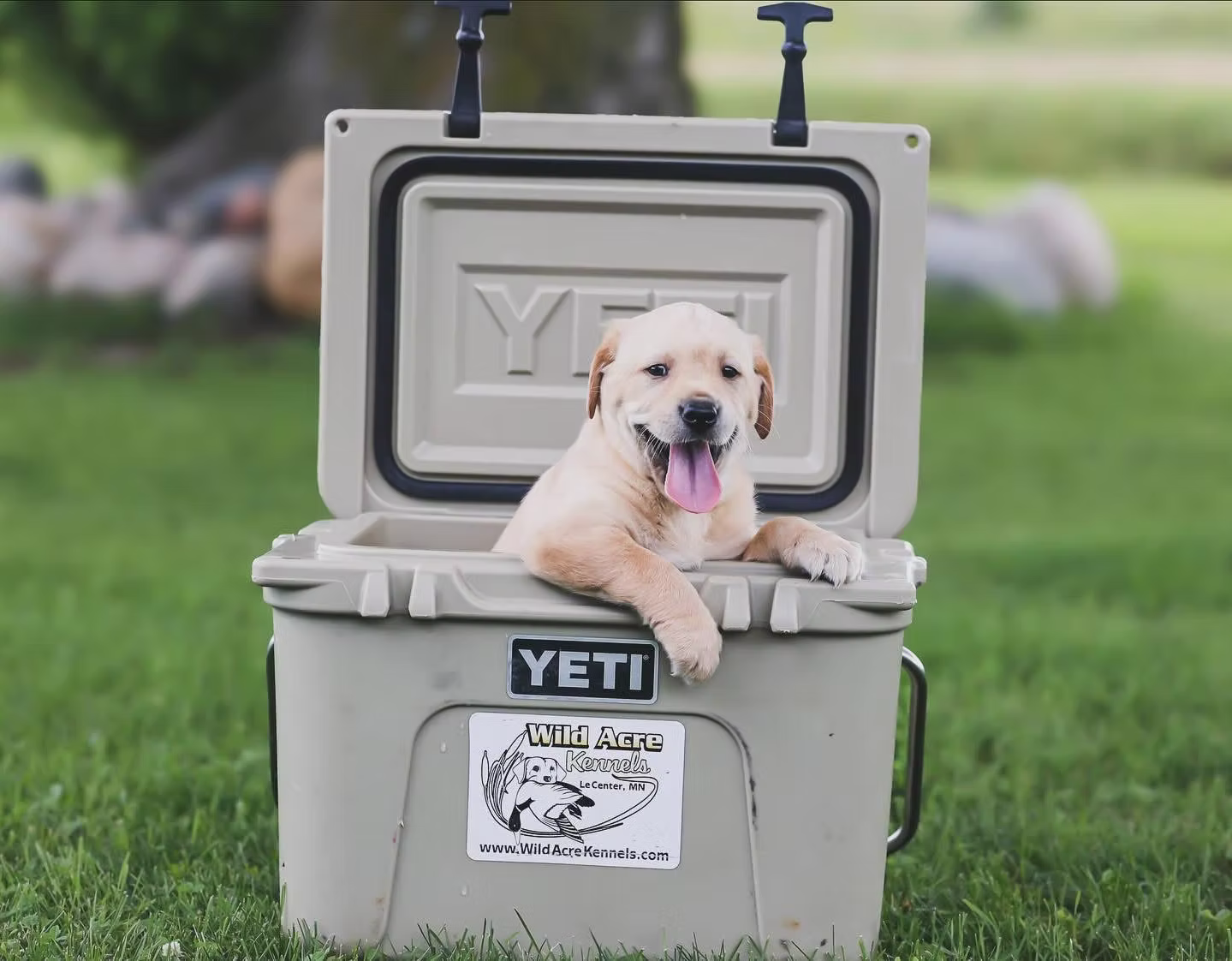 Choosing the Right Hunting Dog: What to Know Before You Buy