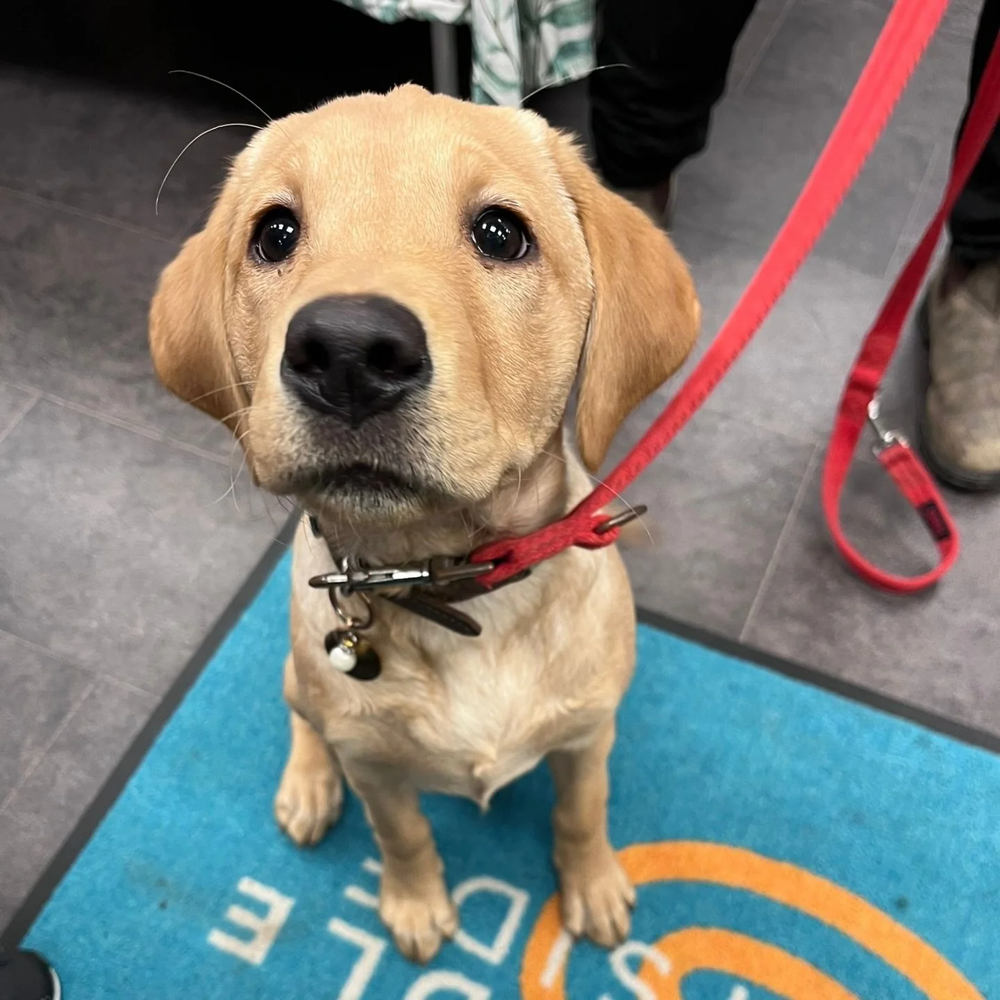 Boop-worthy snoots encouraged&hellip; with a few gentle rules 🐶✨

🚨 Attention dog owners ‼️

At Skedaddle Speyside we do love welcoming your lovely pooches&mdash;and 9 times out of 10 it&rsquo;s no problem at all. We just ask that you pop your head