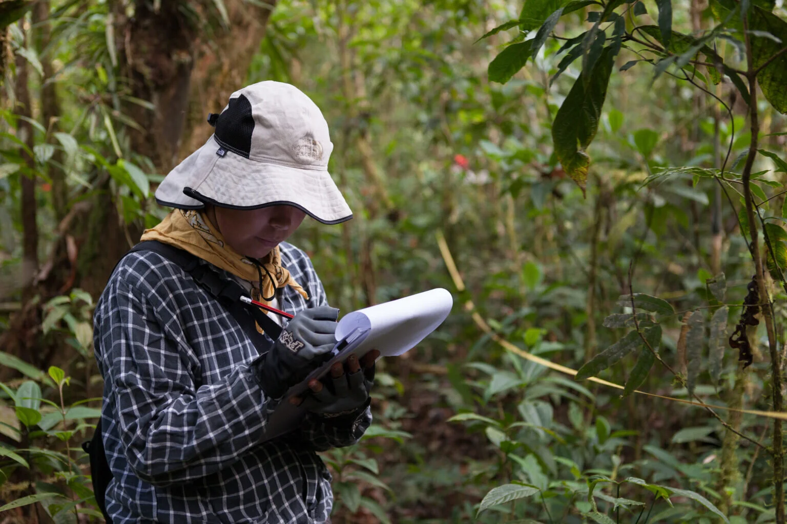 Andean forests have high potential to store carbon under climate change