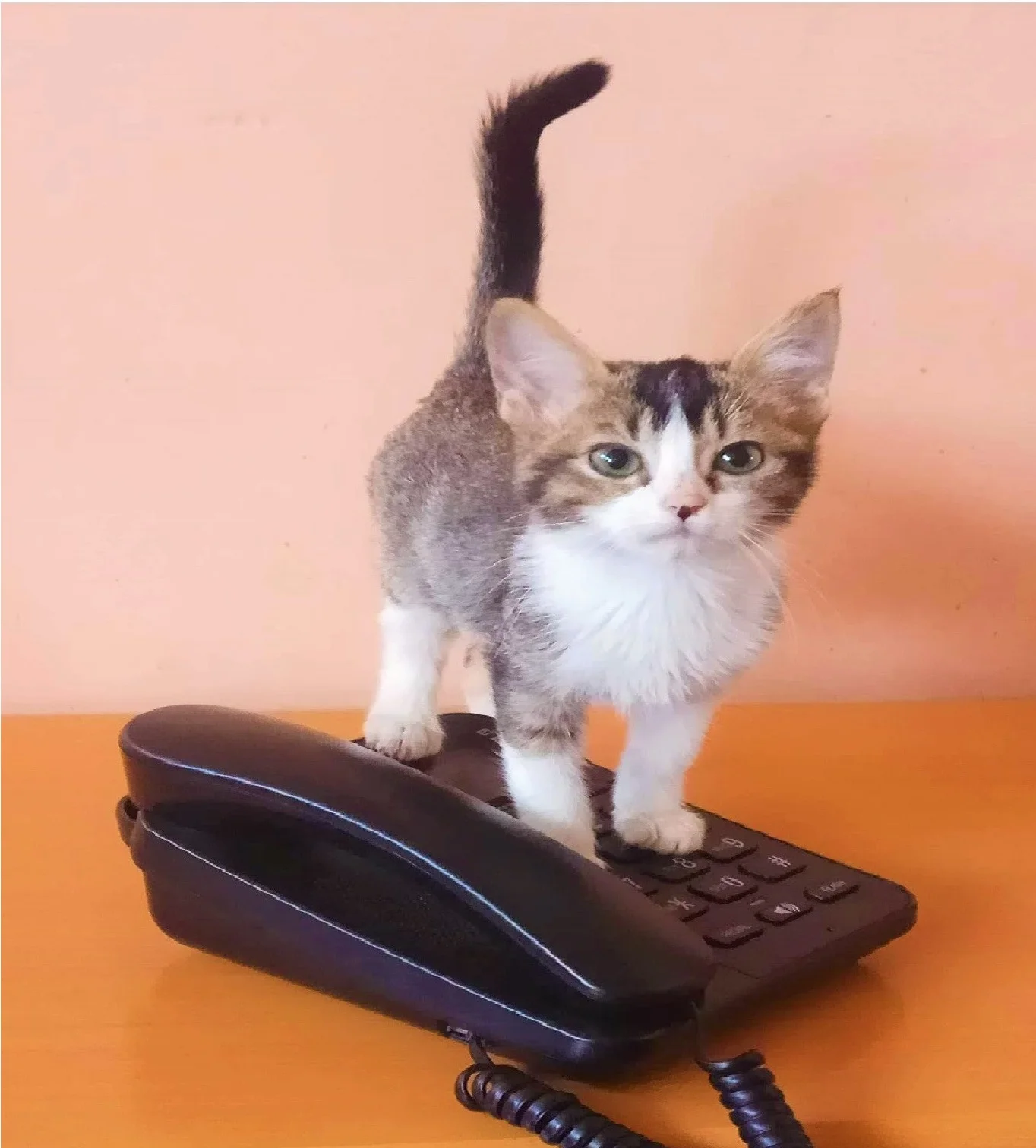 Gatita Pepper