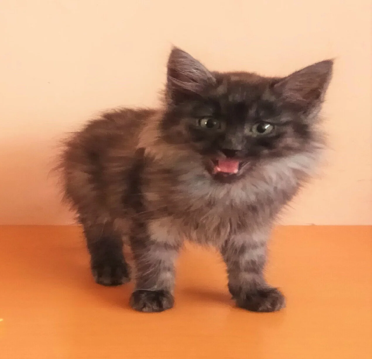 Gatito Logan
