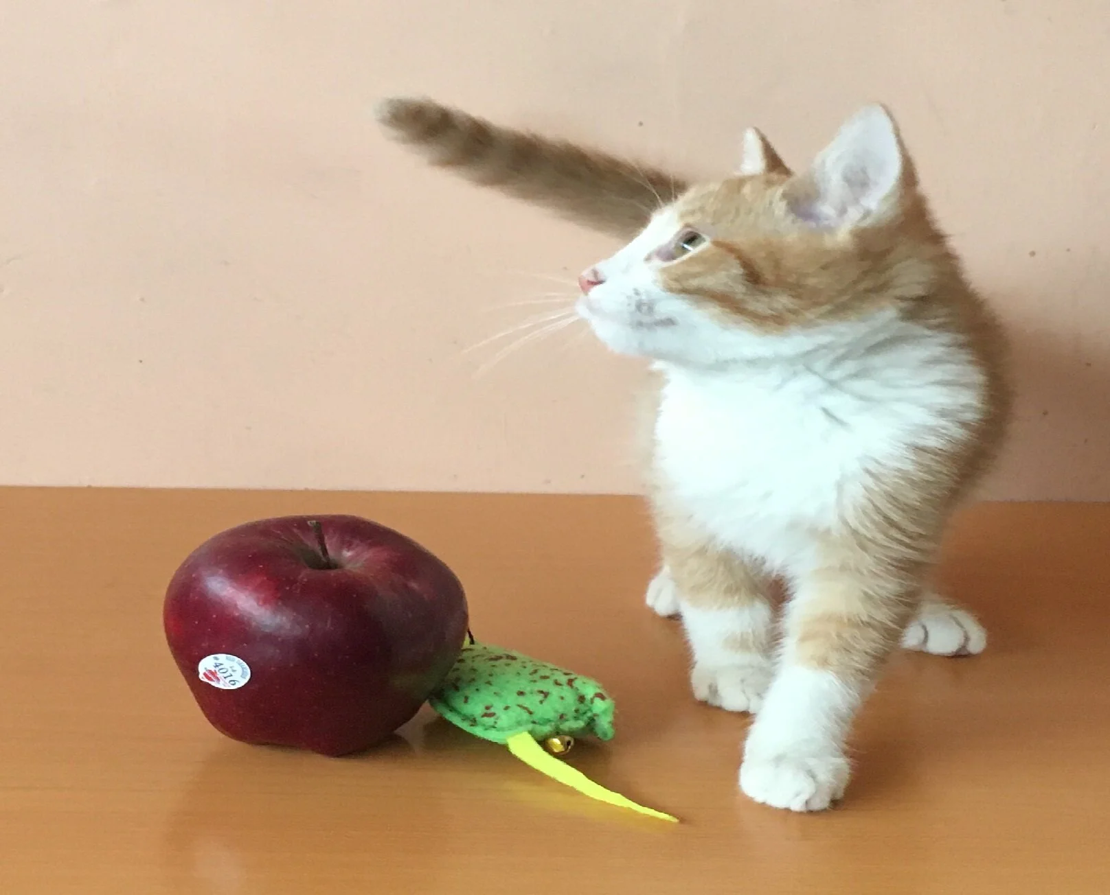 Gatitos Darwin y Newton