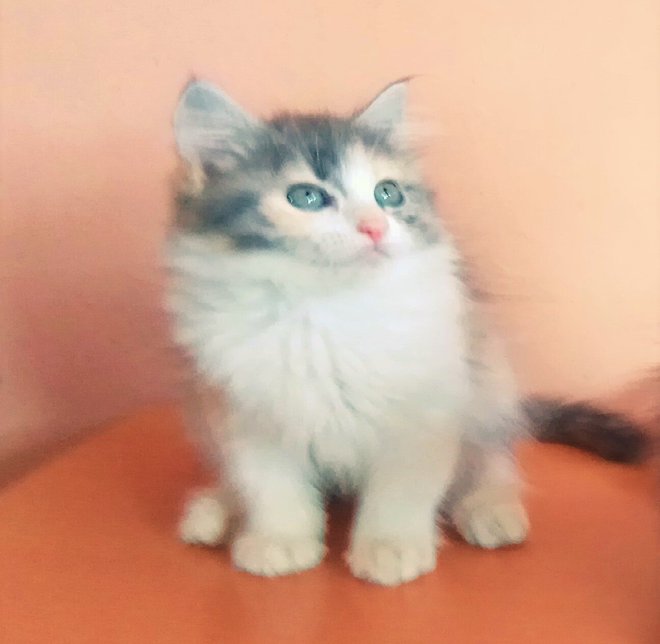 Gatitas Clarita y Emmy