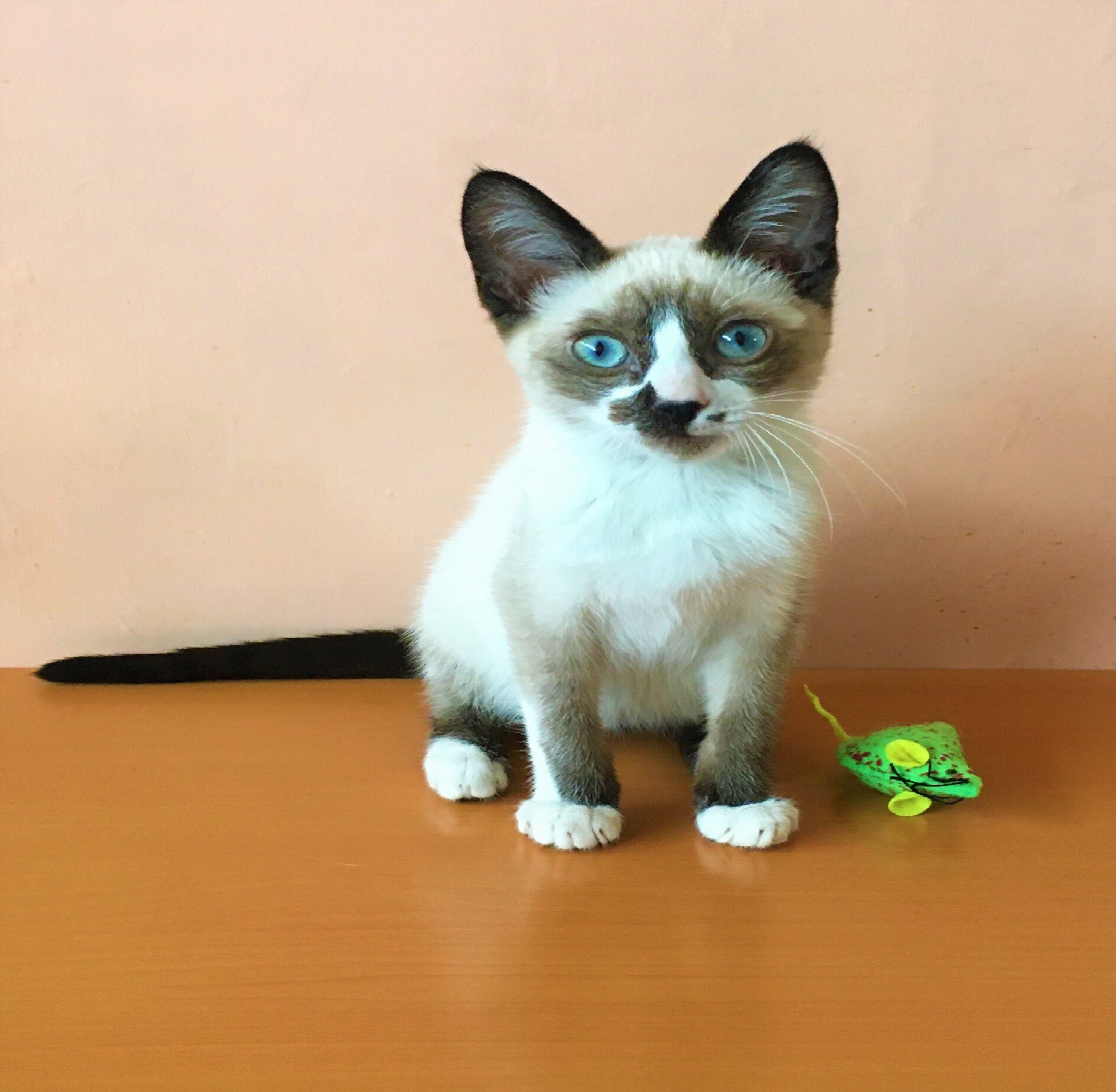 Gatitos GAUCHITO y GAUCHITA 