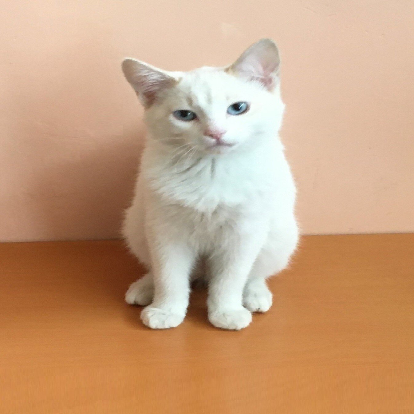 Gatitos Alaska y Yeti