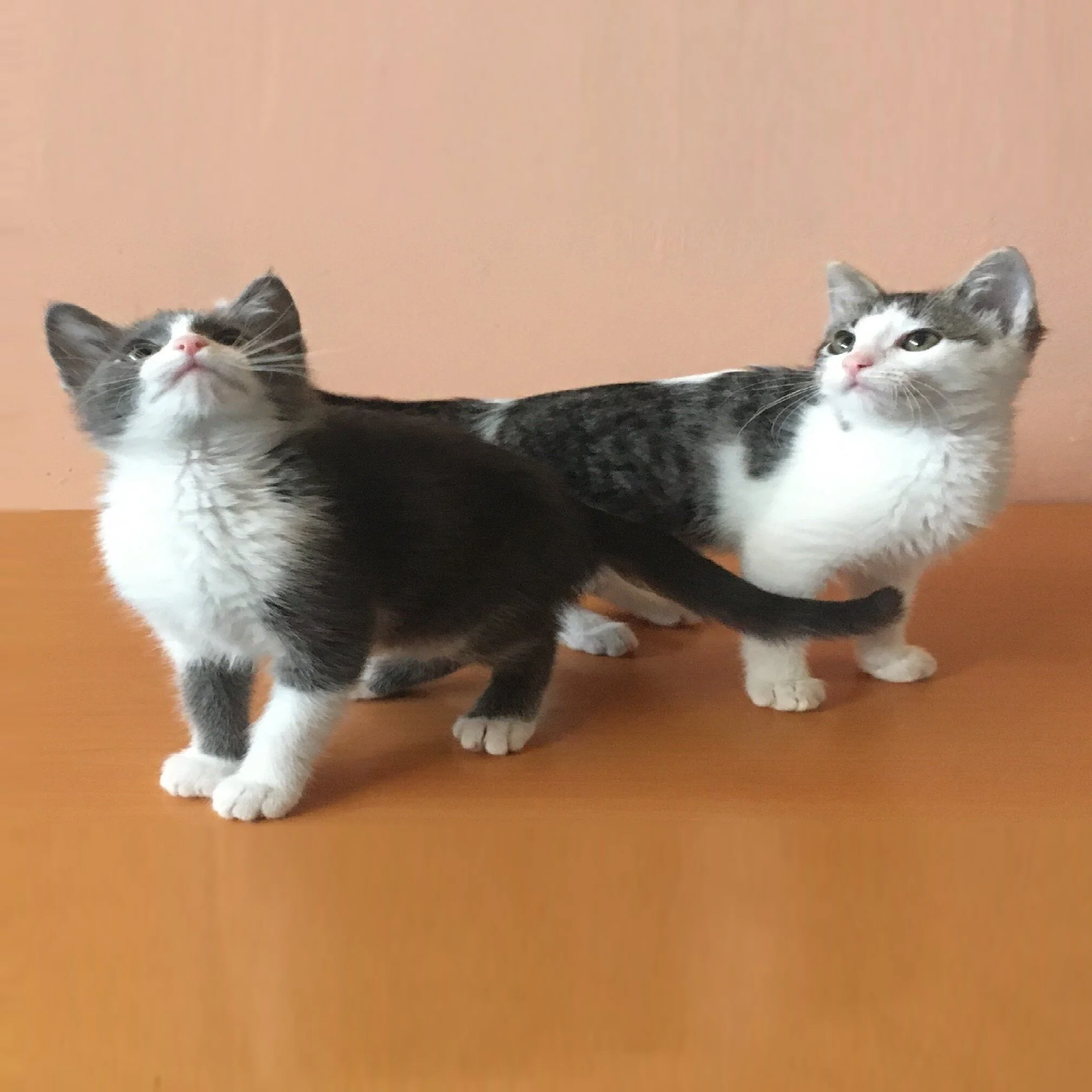 Gatitas UMI y NAOMI 