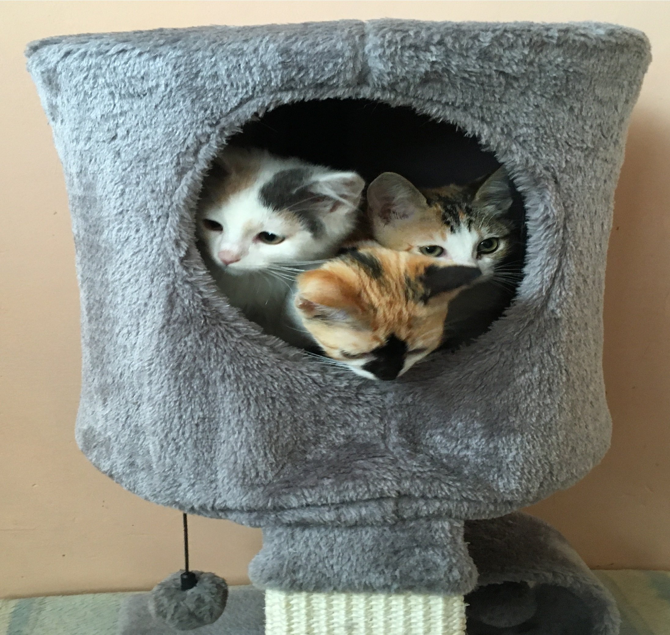 Gatitas Nadia, Ivania y Naty