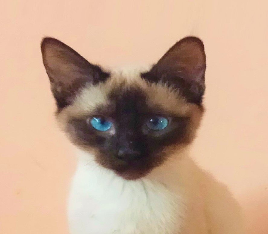 Gatitos DANNY y DANNA