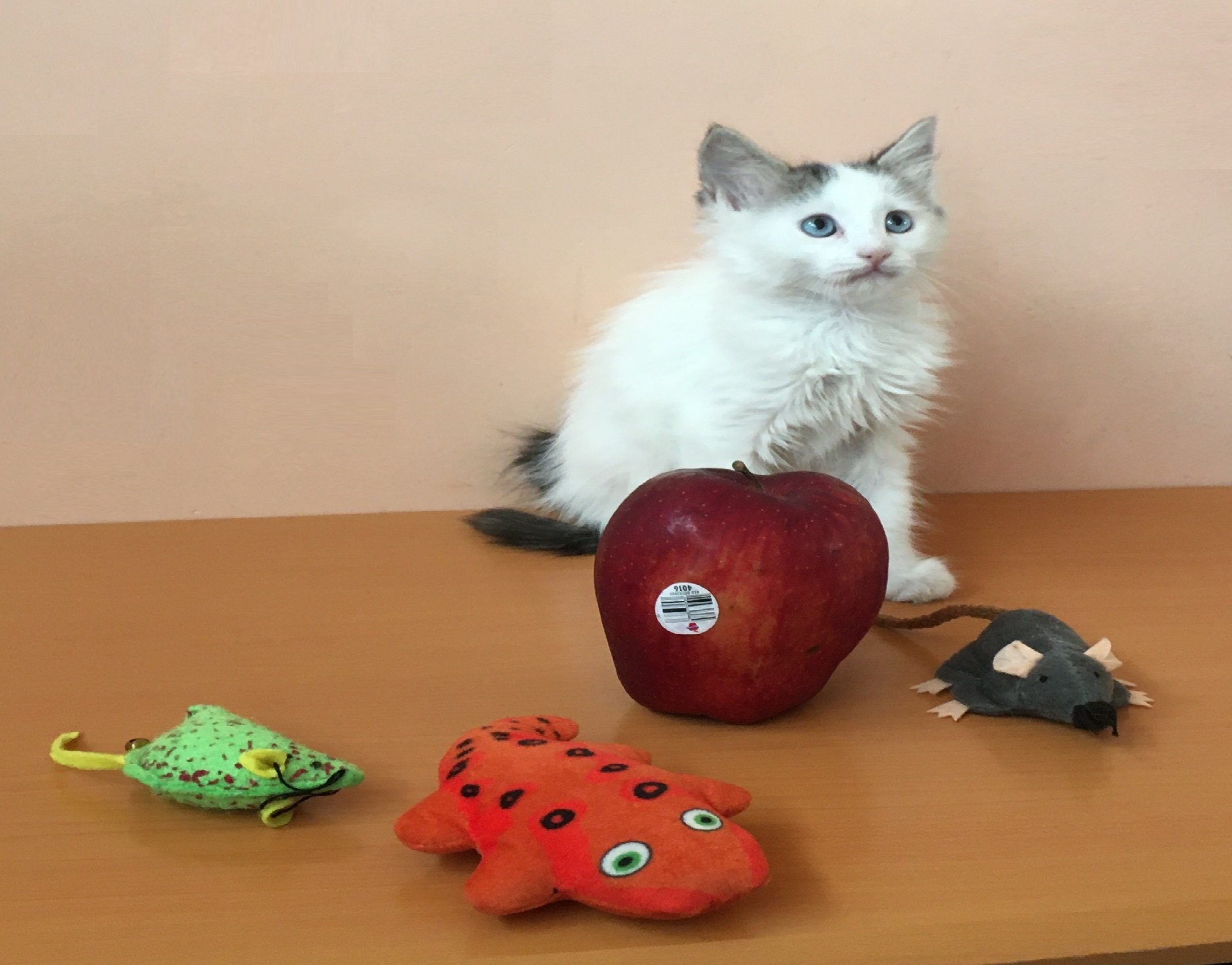 Gatitos NADIA, ZEUS y APOLO