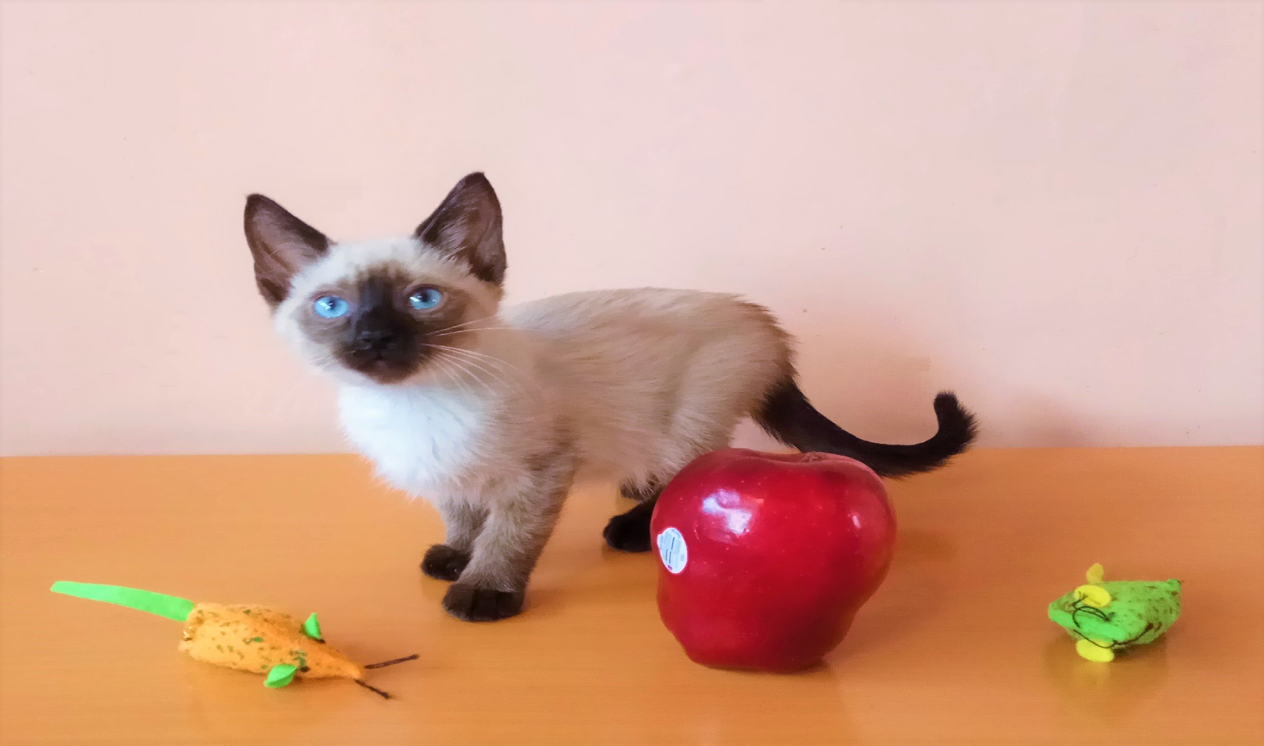 Gatitos Edison y Tesla