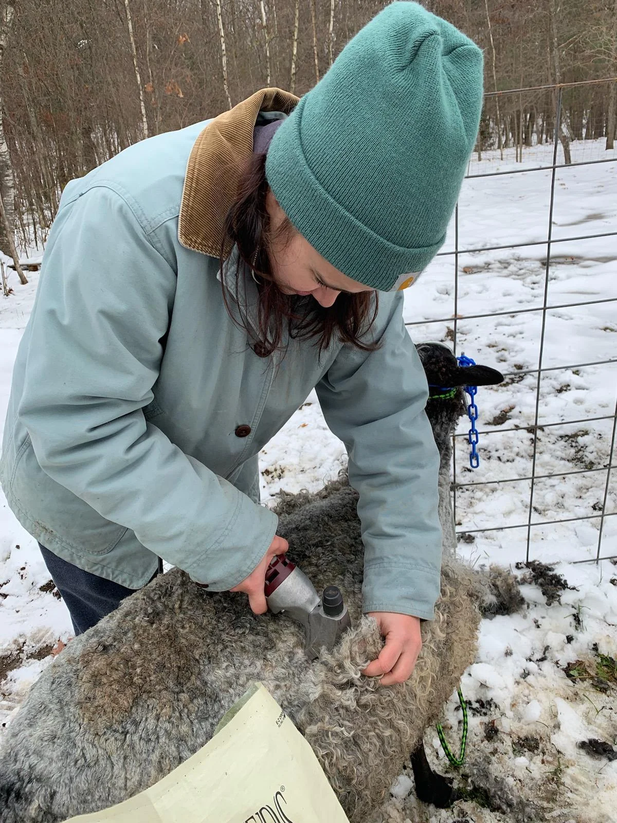 When we used to shear the sheep ourselves