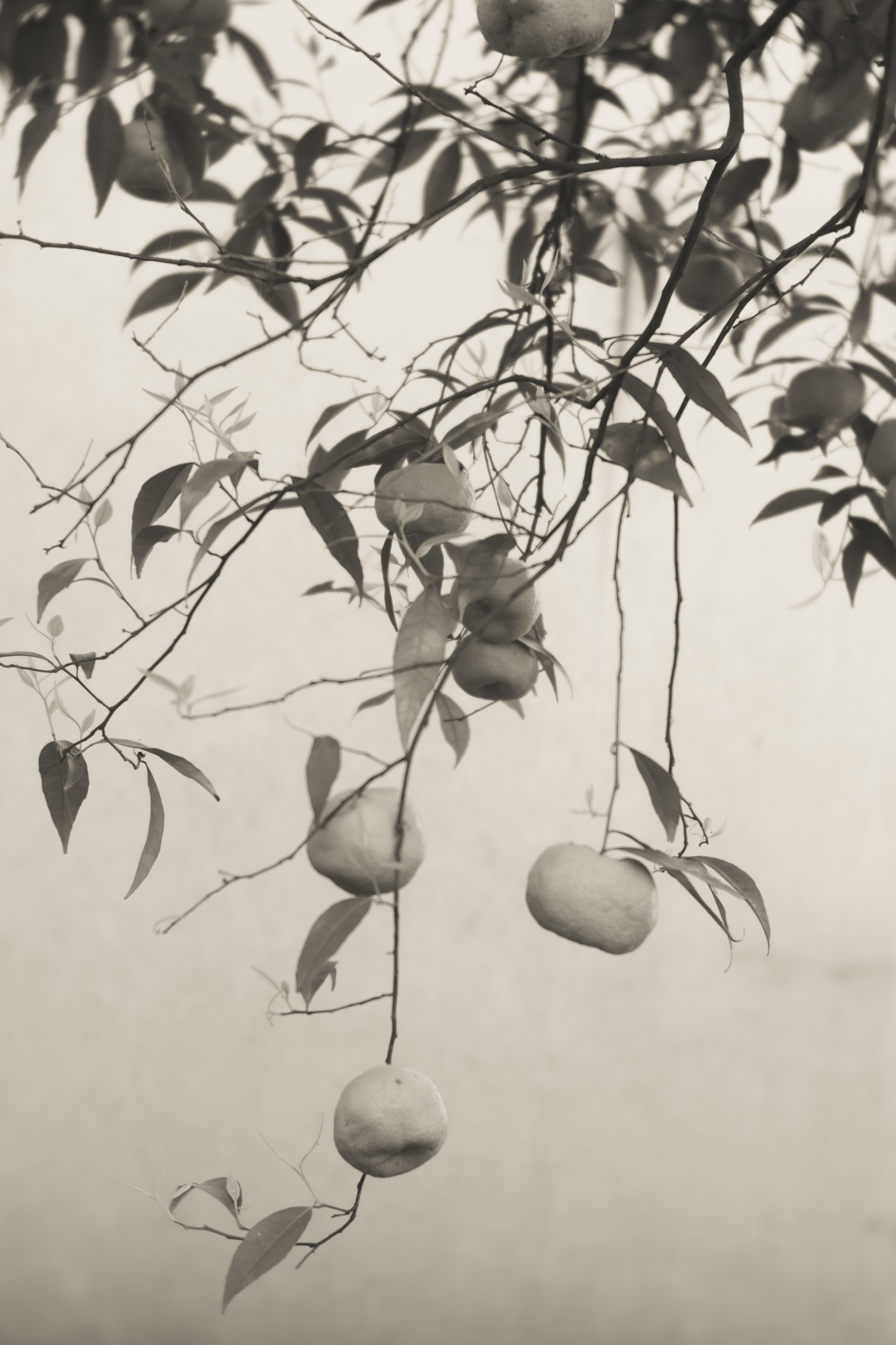 Tangerines in the Morning_small.jpg
