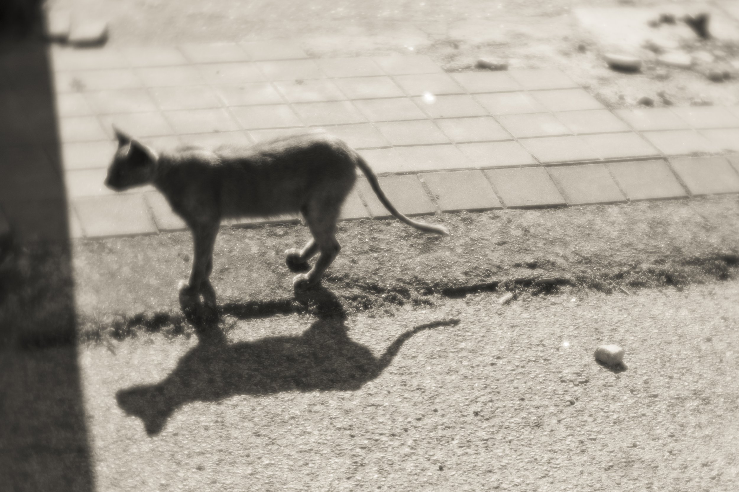 Cat Shadow_small.jpg
