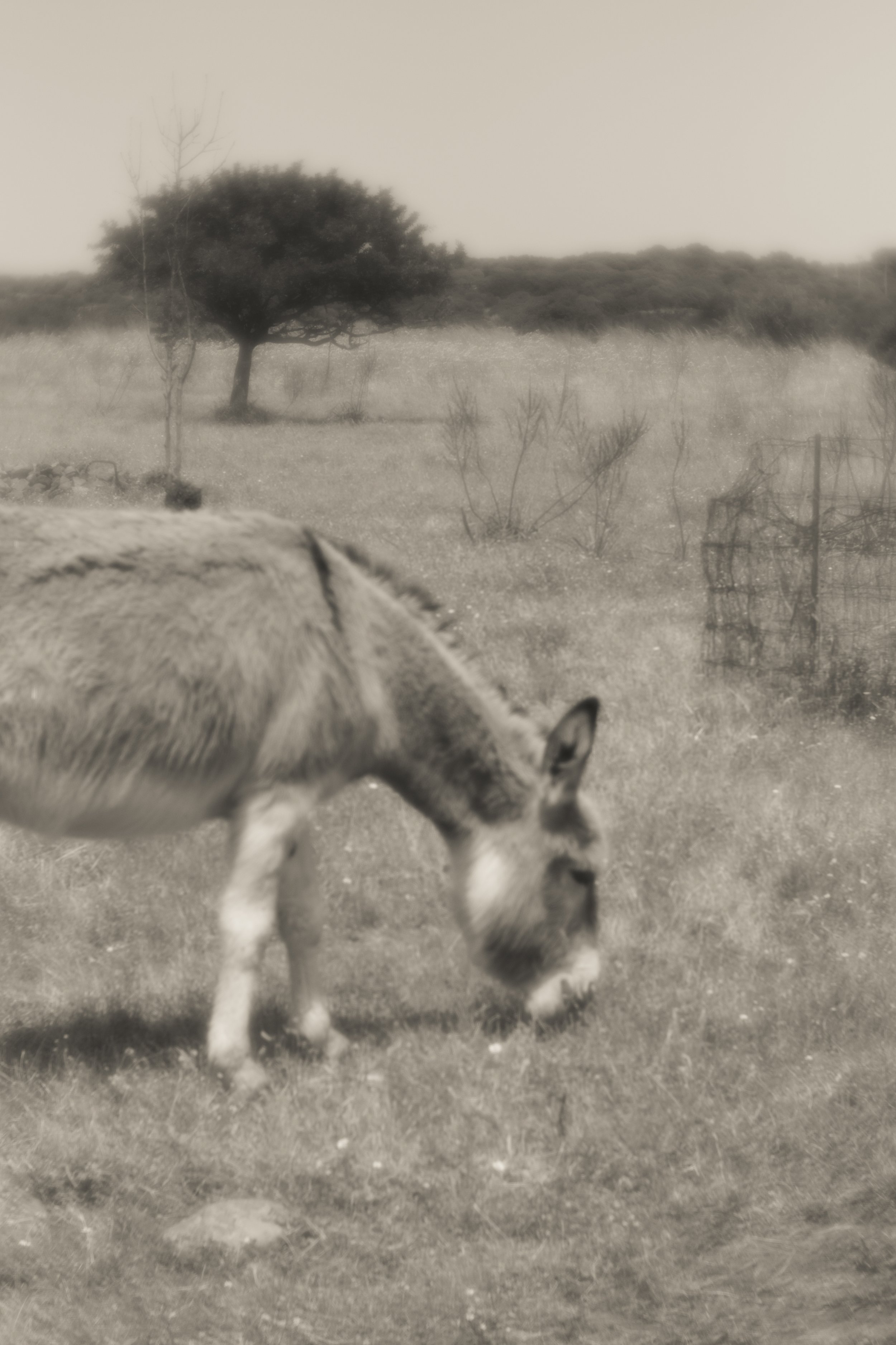 Grazing_small.jpg
