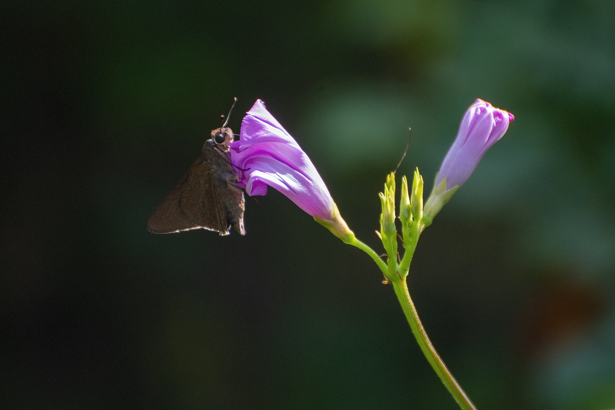 DSC_0221-DeNoiseAI-clear-SharpenAI-focus.jpeg