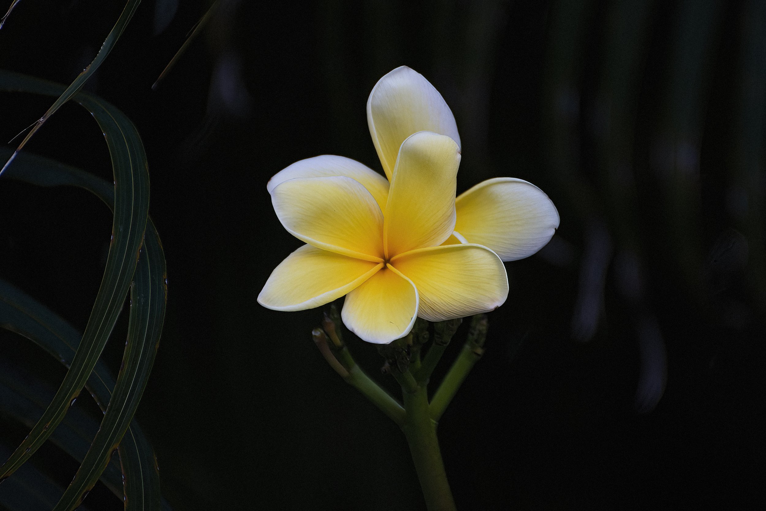 DSC_0862-DeNoiseAI-standard-SharpenAI-focus.jpeg