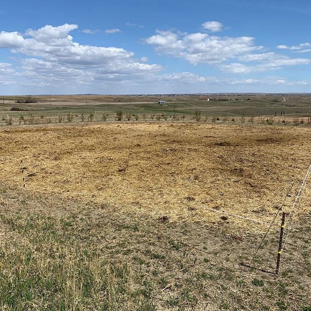 This is what the aftermath of the bale grazing  looks like. Should be some very happy bugs in there!
.
.
.
#balegrazing #regenerativeagriculture #soilhealth #goodbugs #dakotagrazd #buildingsoil