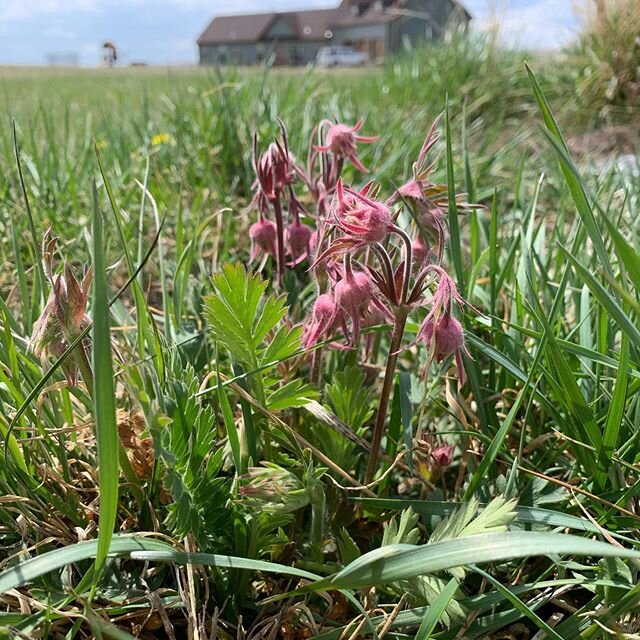 Found this little beauty in some native prairie by my sisters house. It&rsquo;s called Prairie Smoke and it&rsquo;s only the second place I&rsquo;ve seen it! 
#regenerativeagriculture #nativeprairie #grassfedbeef #shoplocal