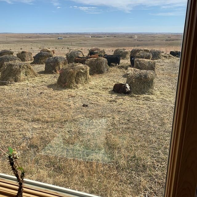 Anyone else have cows bale grazing right outside the house? No? Just me? 🤣

#balegrazing #soilhealth #buildingsoil