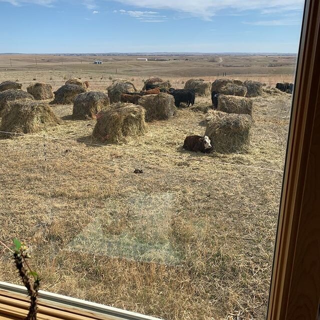 Anyone else have cows bale grazing right outside the house? No? Just me? 🤣

#balegrazing #soilhealth #buildingsoil