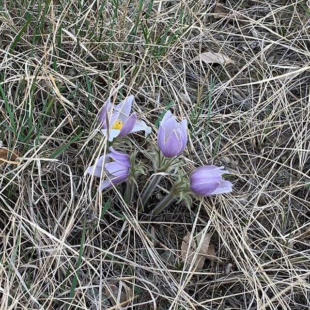 Crocuses are a sure sign of spring!
@melissarider 
#springtimeontheranch #freshair #walksaregoodforthesoul