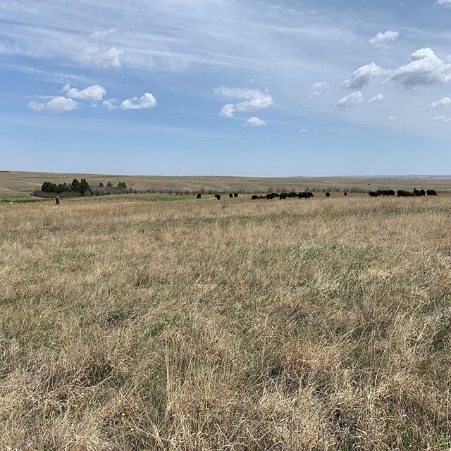 Moving cows is often done on foot because of the small size of our pastures and the frequency with which they get moved. Walking cattle is a quiet, easy way to move them.

Usually 😉 .
.
.
#dakotagrazd #holisticmanagement #regenerativeagriculture #re