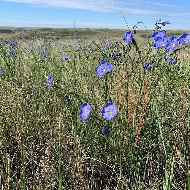 This is Lewis Flax. A beautiful blue forb that is native to our prairies. .
.
.
.
#nativeprairie #regenerativeranching #dakotagrazd #grassfedgrassfinished #nativeforbs