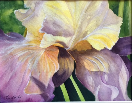   Iris  Watercolor  15x11 in ( 38x28 cm) 