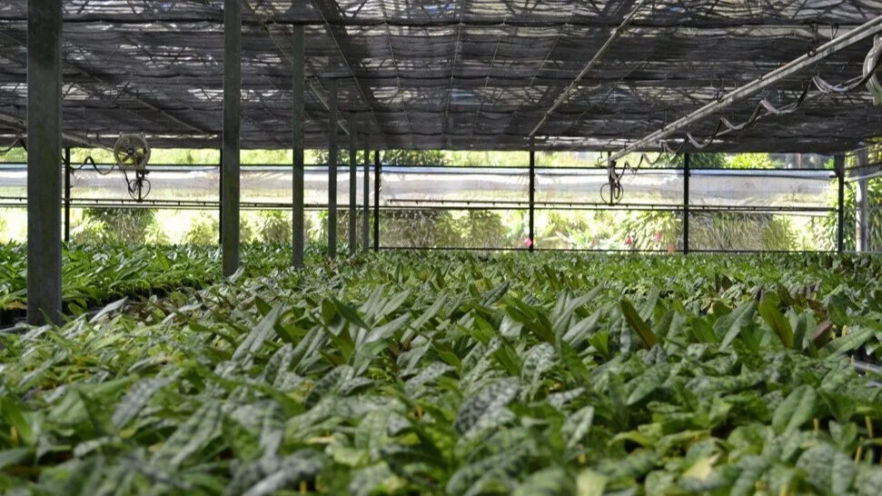 Hilo Orchid Farm Hawaii