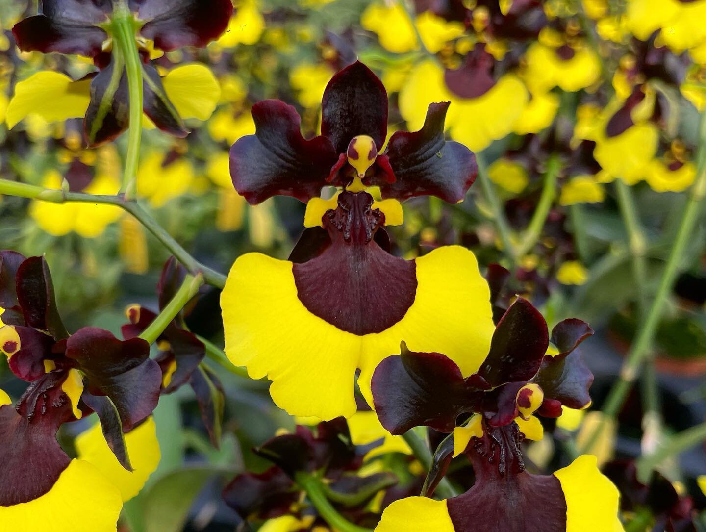 Stumbled upon a busy hive of Onc. Jiaho Queen &lsquo;Jiaho&rsquo; GM/TOGA today! 🐝🐝🐝

#oncidium #orchid #orchidphotography #ootd #orchidoftheday #wholesale #hawaiiorchids #hiloorchidfarm