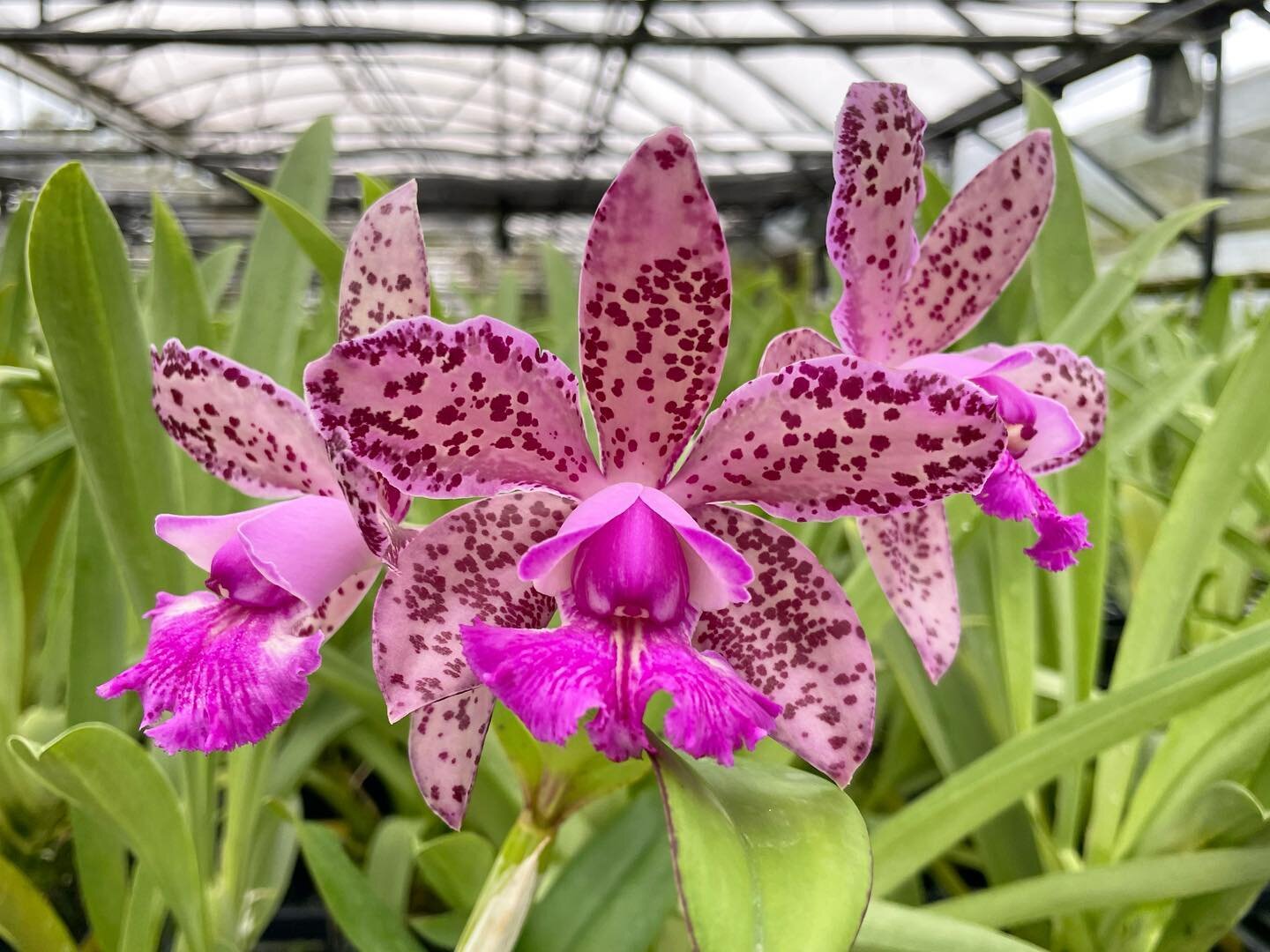 Delighted the April showers brought us this stunning C. Spotted Delight &lsquo;May Flower&rsquo; 😍.

#orchids #cattleya #spotted #mayflowers #orchidphotography #purpleorchids #pinkorchids #wholesaleorchids #hiloorchidfarm