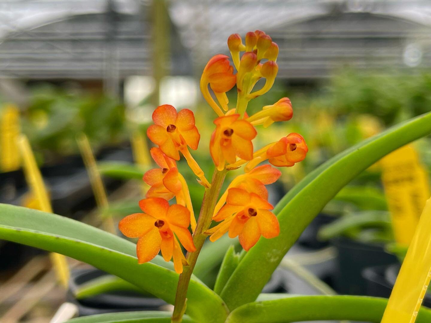 We love miniature orchids that give maximum wow, and Asctm. aurantiacum is no exception.

#orchidspecies #houseplant #flowerstagram #fyp #wholesale #hiloorchidfarm