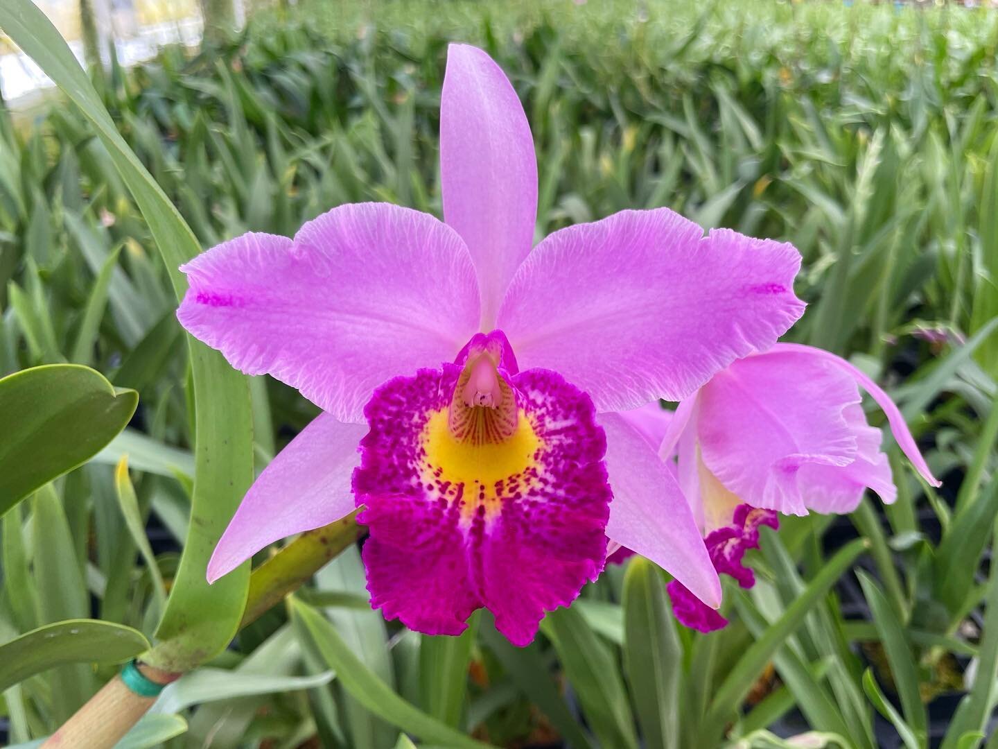 Excited about our first flowering of Bc. Tetradip 'Junko' &times; Rlc. (Pot.) Elegant Dancer 'Rouge&rsquo;! With B. Nodosa in his breeding background, these plants are fast growing and easy flowering.

#newnew #instsgood #homedecor #wholesale #orchid