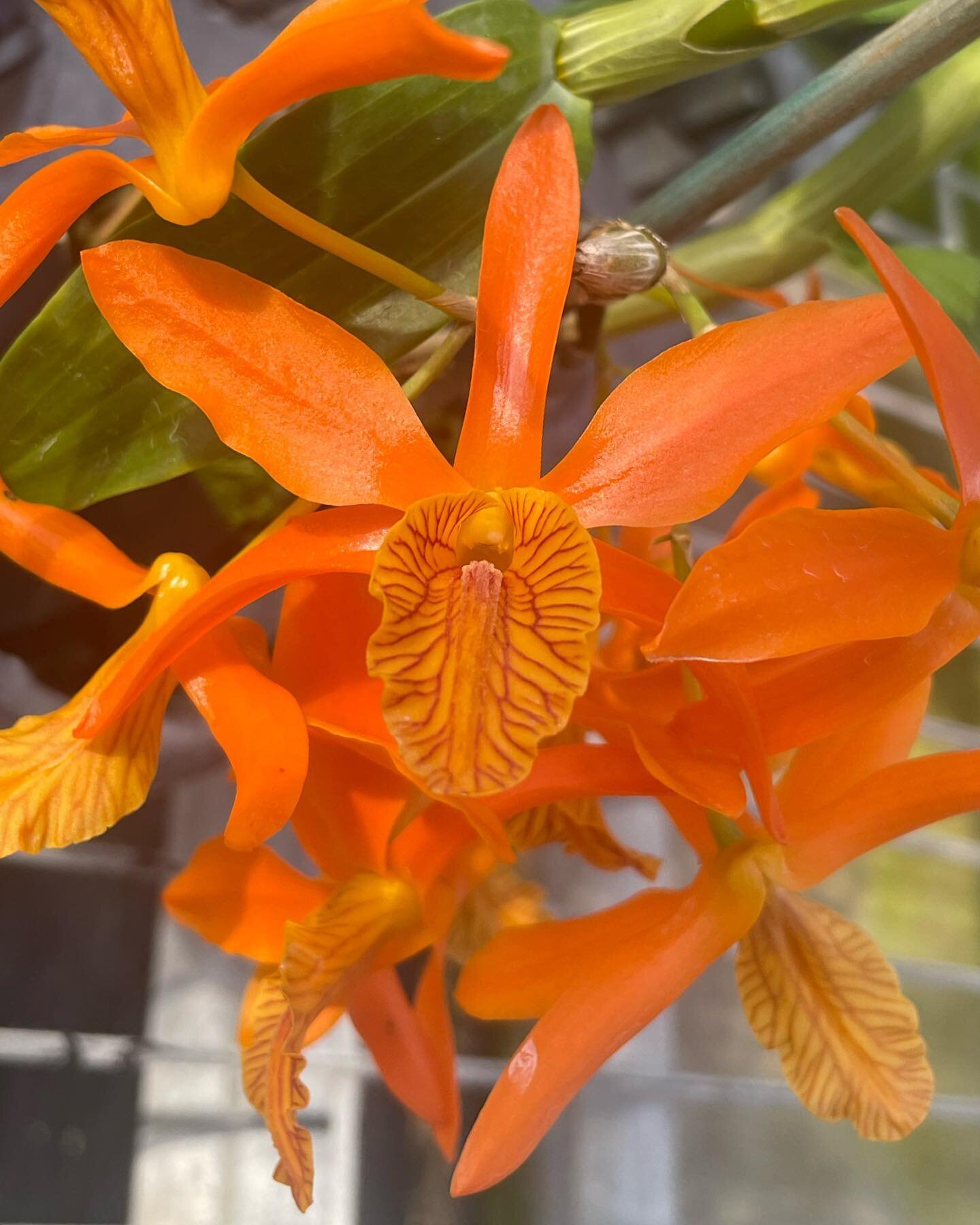 Orange you glad it&rsquo;s the weekend? We sure are! If you were a fan of our story this morning, you&rsquo;ll love these newly listed Den. Tangerine Stars.

#🍊🍊🍊 #orangeorchid #dendrobium #orchids #orchidoftheday #ootd #hawaiiorchids #hiloorchidf