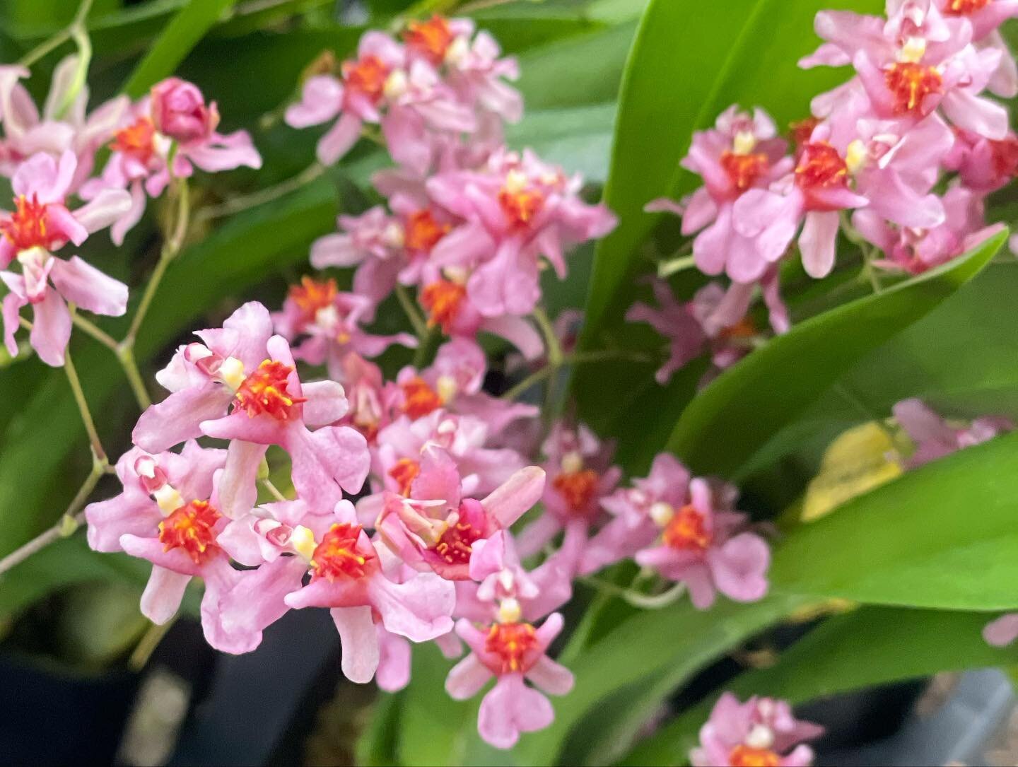 These miniature Onc. Twinkle &lsquo;Pink Fantasy&rsquo; remind us of Cherry Blossoms, especially this time of year.

#orchid #orchids #pinkorchid #miniatureorchids #orchidsofinstagram #orchidoftheday #ootd #sakura #cherryblossom #🌸 #oncidium #oncidi