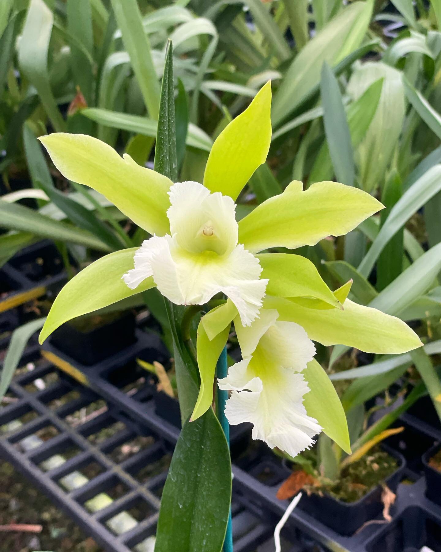 Something special&rsquo;s starting to bloom! Pry. Muscat Smile &lsquo;Green Mountain&rsquo; with it&rsquo;s huge flowers and subtly sweet fragrance is here to remind us that spring is near. 

#orchid #orchids #bloomingorchid #greenorchid #orchidshare