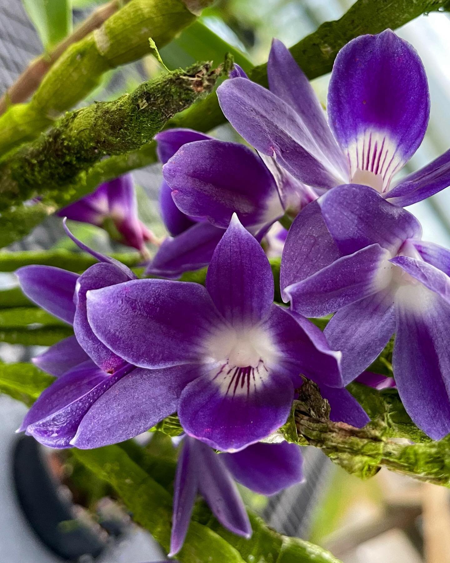 Our idea of the winter blues&hellip; when the cold nights and cool days yield deeply saturated blue flowers in our Den. victoria-reginae. Stunning!

#orchid #orchids #dendrobium #victoriareginae #queenvictoria #blueorchid #orchidphotography #orchidsh