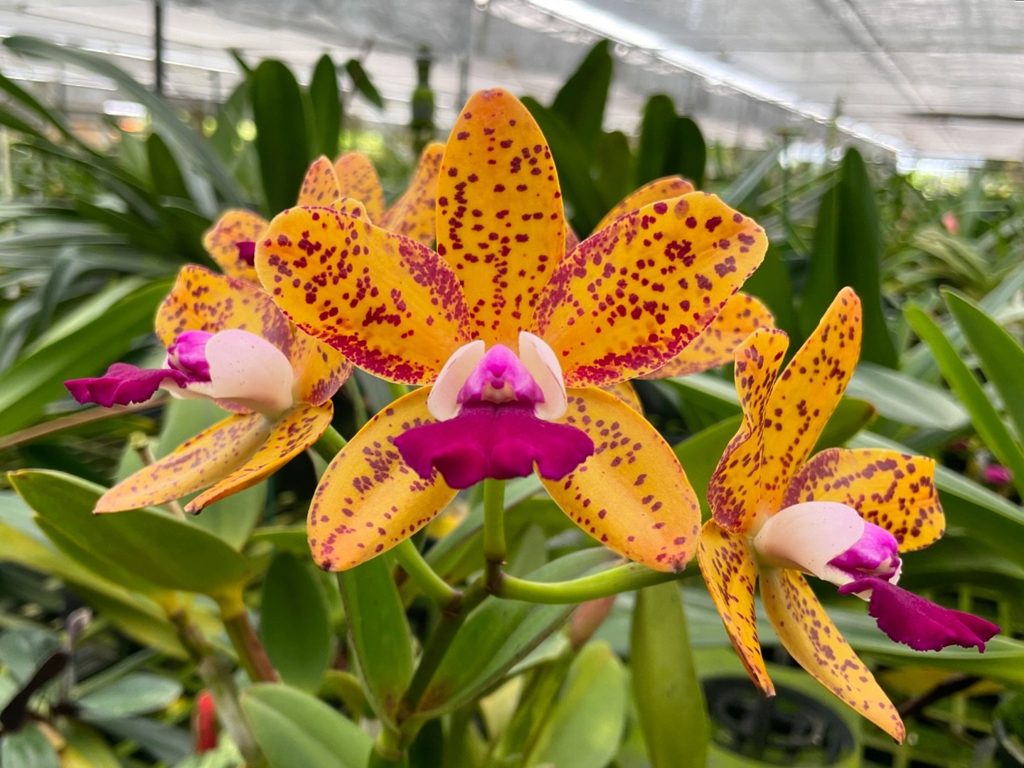 Our greenhouse seems to be crawling with Catts this summer and this Rlc. Bengal Baby &lsquo;Golden Leopard&rsquo; is purr-ticularly stunning.

#orchids #orchidphotography #wholesaleorchids #hawaiiorchids #cattleya #yelloworchid #spottedorchid #hiloor