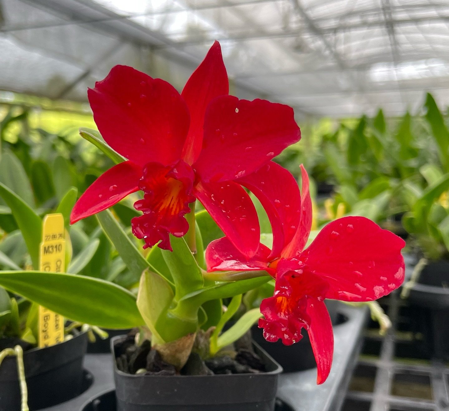 A little throwback to last summer&hellip; Ctt. Little Hazel &lsquo;M&rsquo;.

#orchids #redorchid #cattleya #cattleyahybrid #hiloorchidfarm