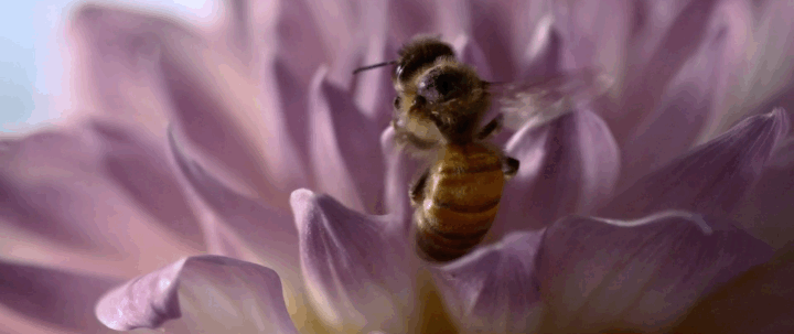 Intel Maker Bees.2023-08-31 15_43_29.gif