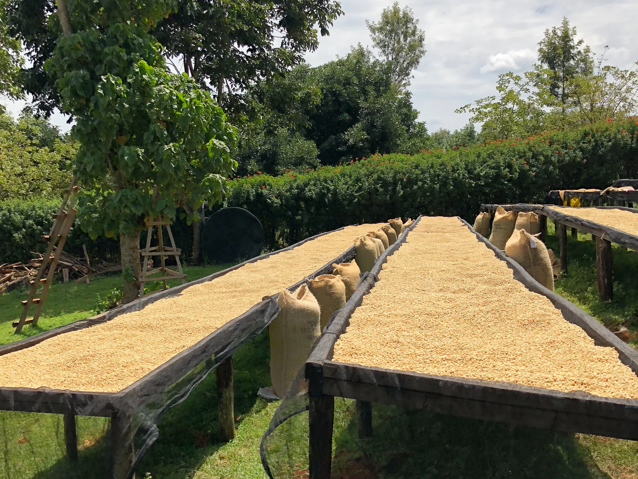 Beans drying in the sun