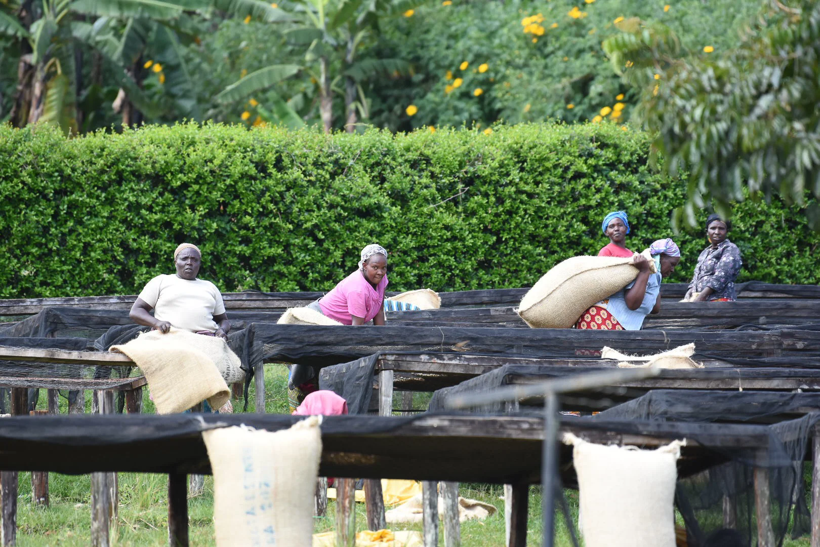 Women are the backbone of Kenya’s coffee production.