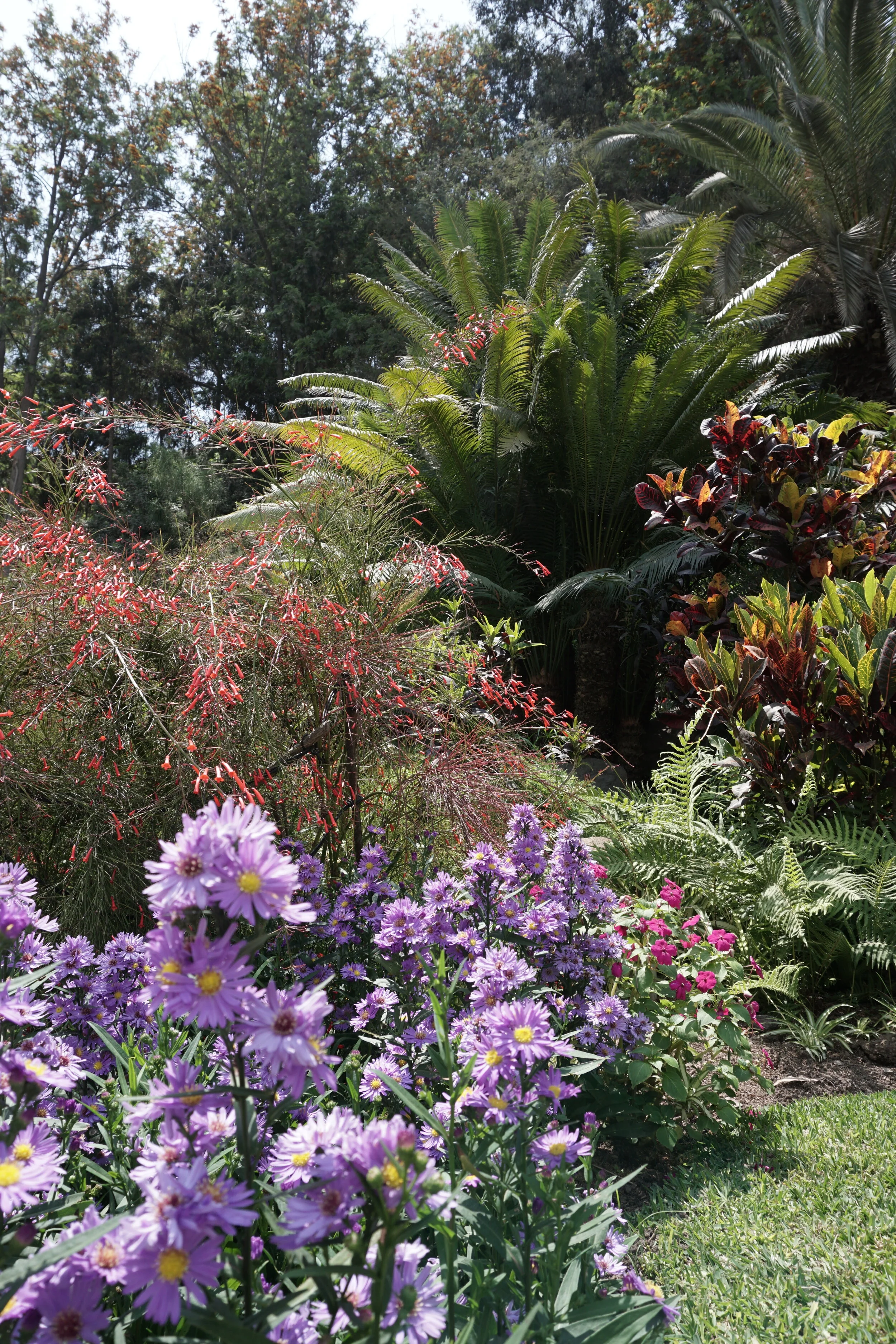 351_garden_nov2222020_01.JPG