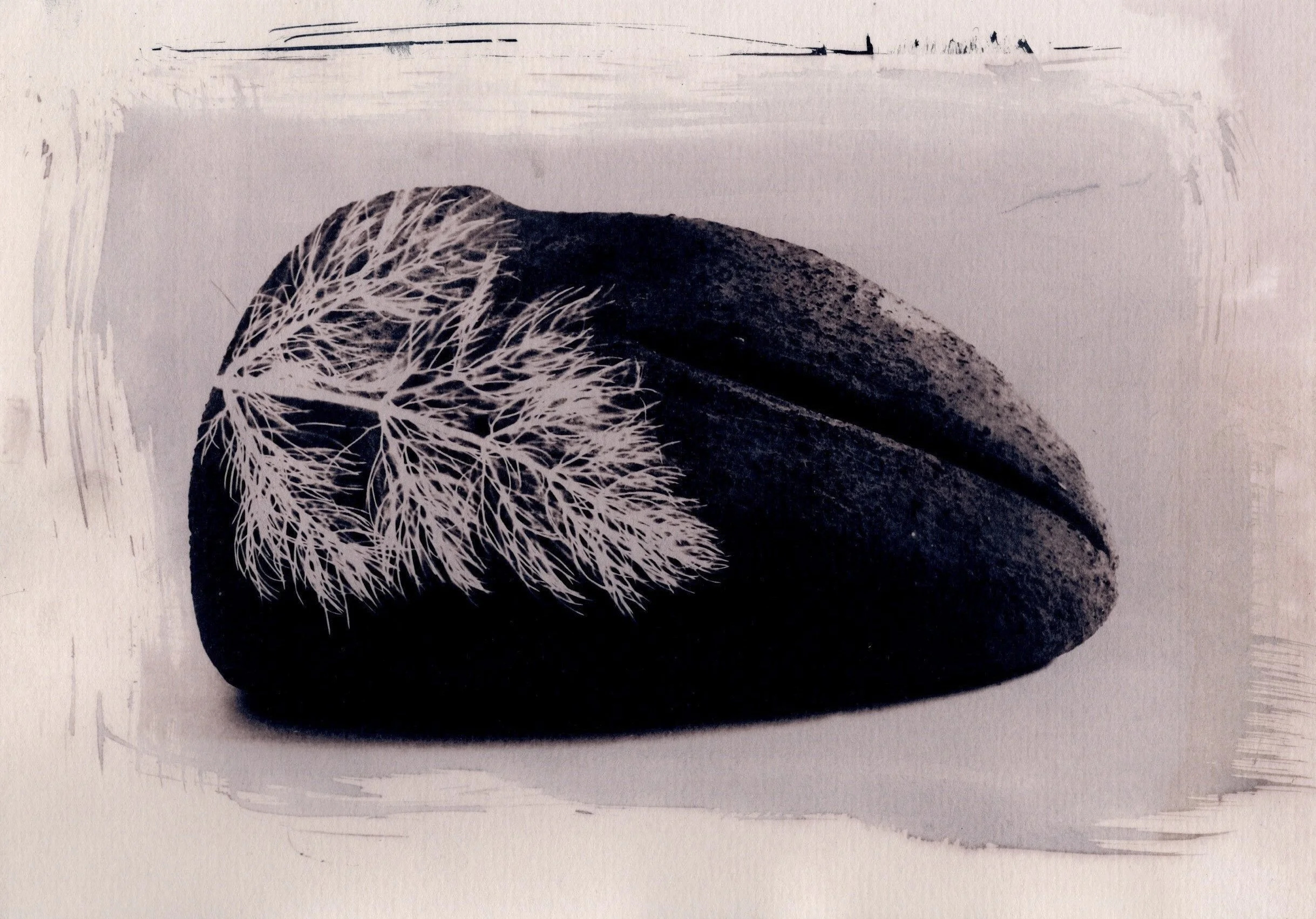 Toned cyanotype by Sarah-Jane