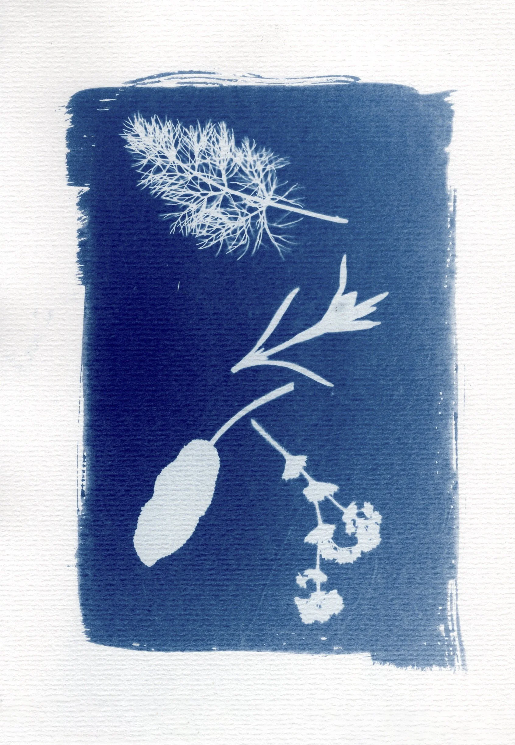 Cyanotype by Julia