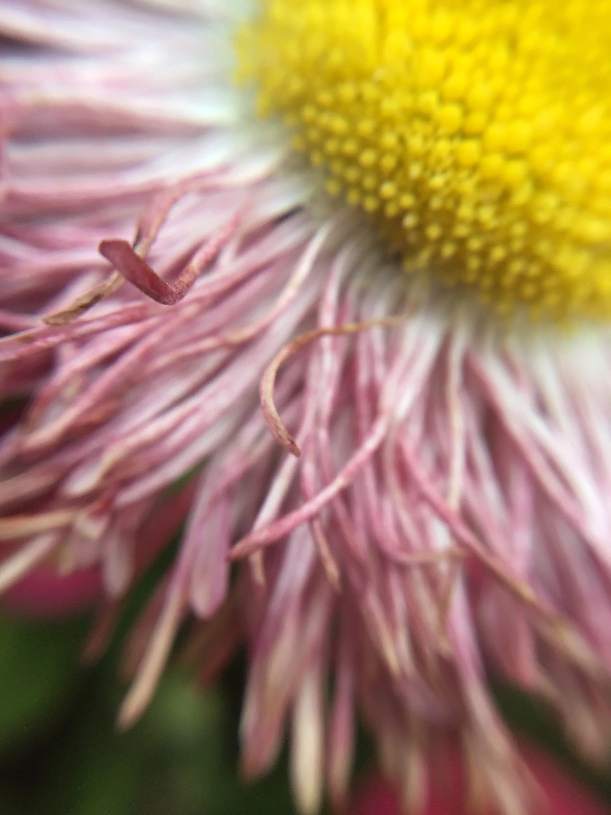 Image by Sian, True Colours created in week 2