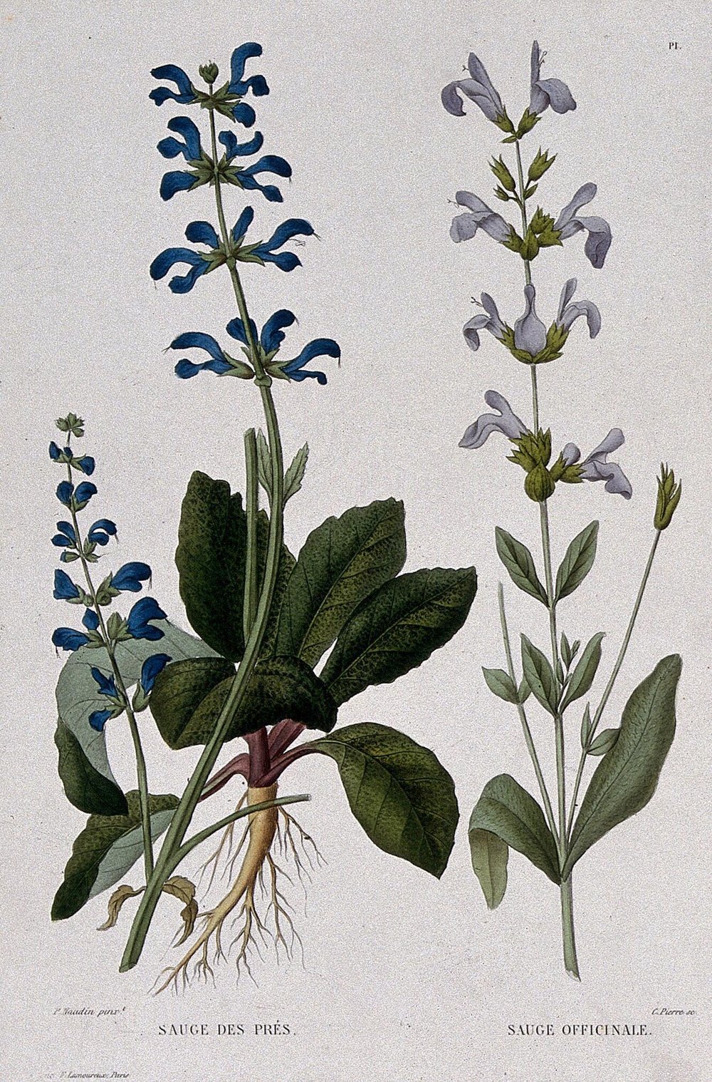 Credit Two flowering plants sage Salvia officinalis and meadow sage Salvia pratensis. Coloured etching by C. Pierre c. 1865 after P. Naudin..jpg